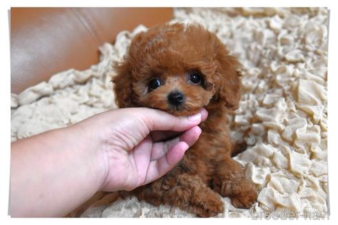 成約済の長崎県のタイニープードル-185567の5枚目